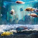 zero edge aquarium reviews